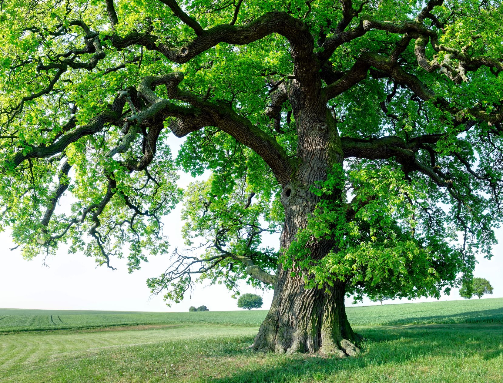 tanzen wie ich bin frauenkreis tanz meditation natur 