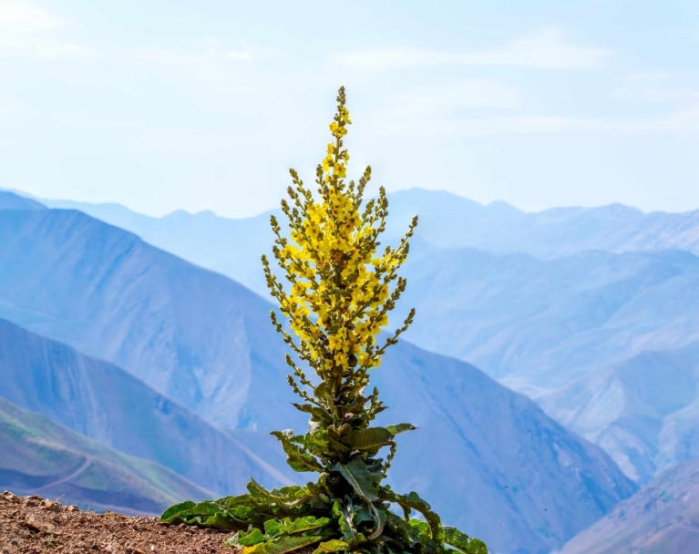 tanzen wie ich bin frauenkreis tanz meditation natur 