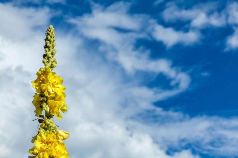tanzen wie ich bin frauenkreis tanz meditation natur 