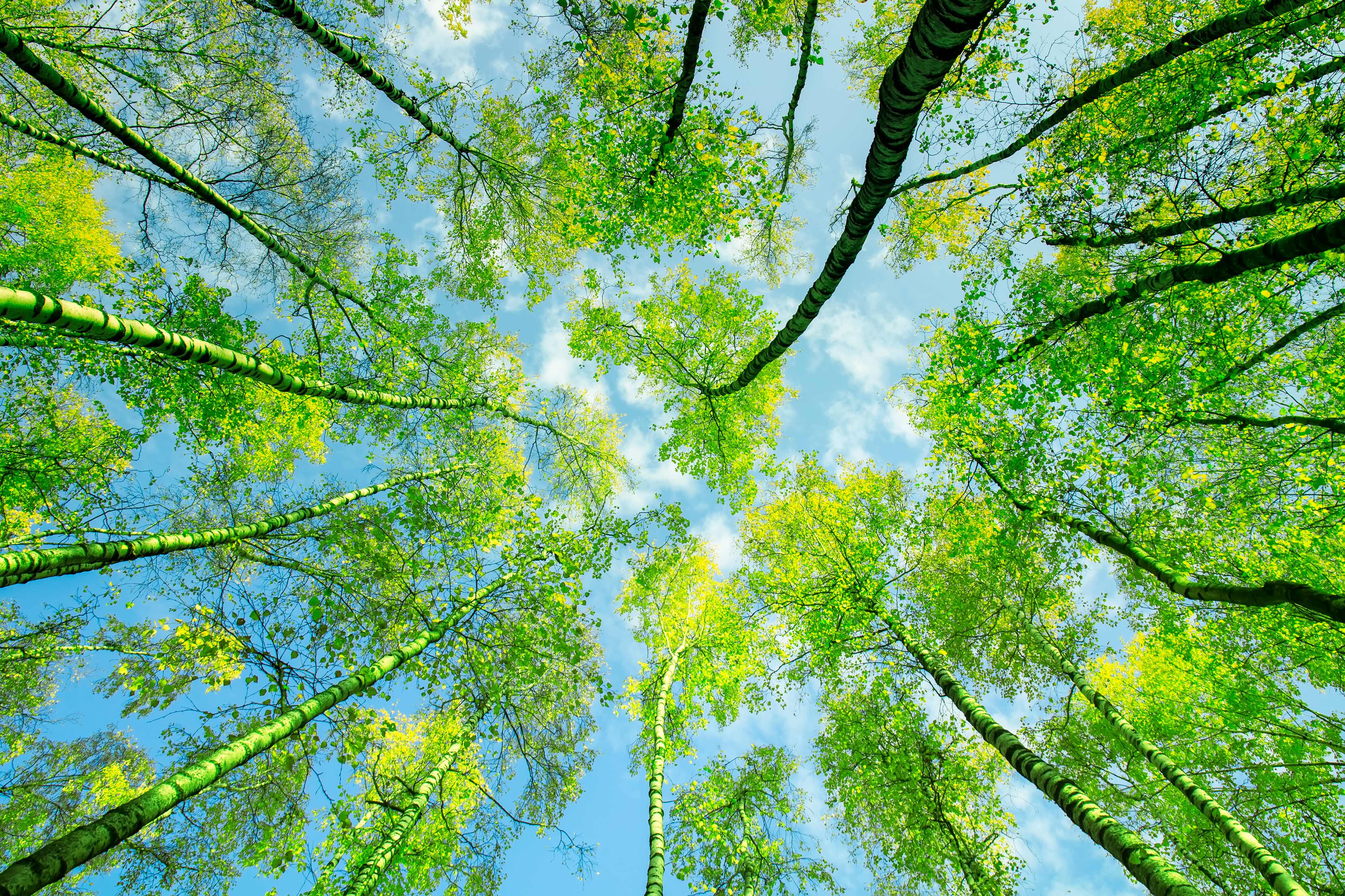 tanzen wie ich bin frauenkreis tanz meditation natur 