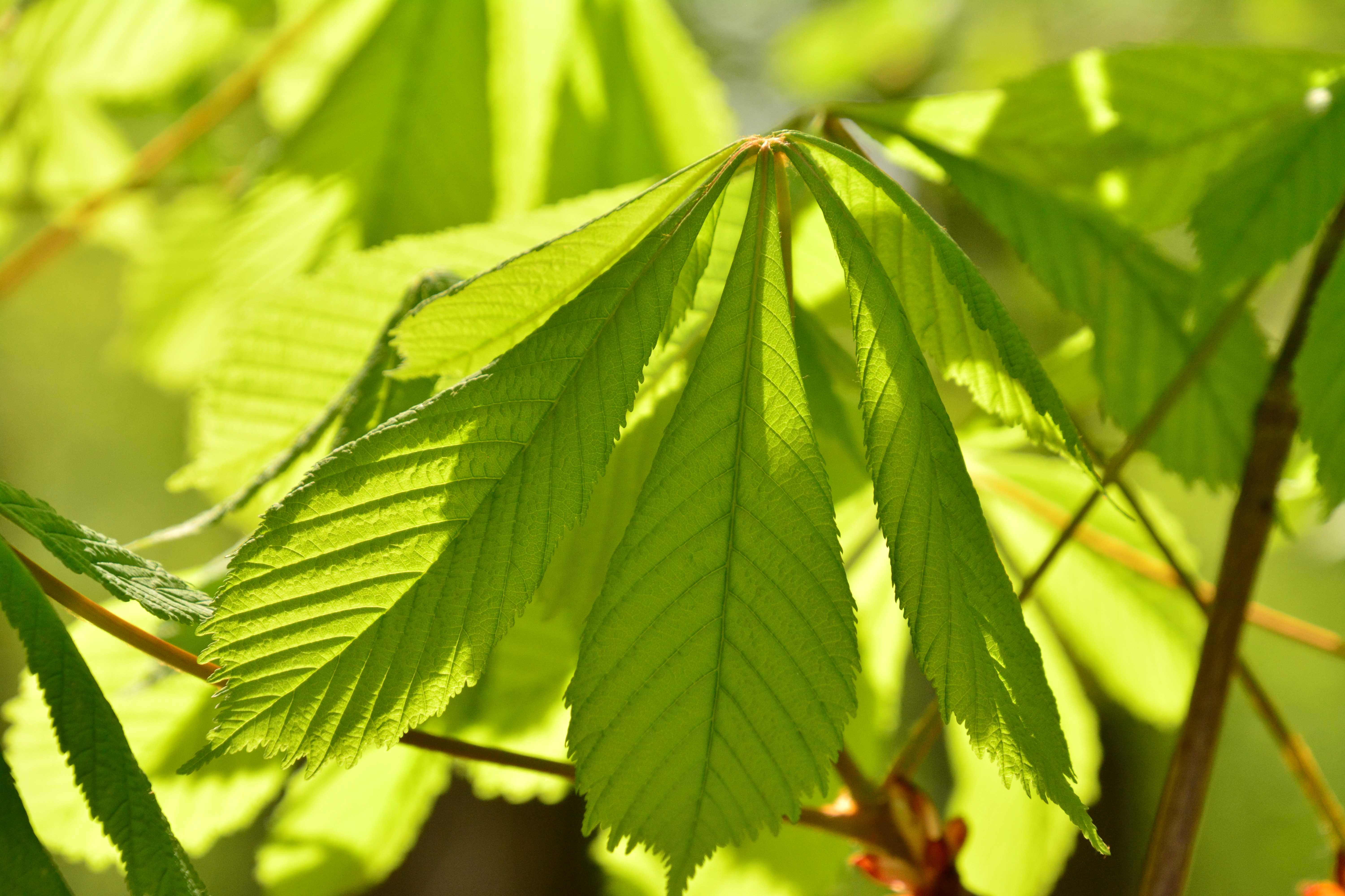 tanzen wie ich bin frauenkreis tanz meditation natur 