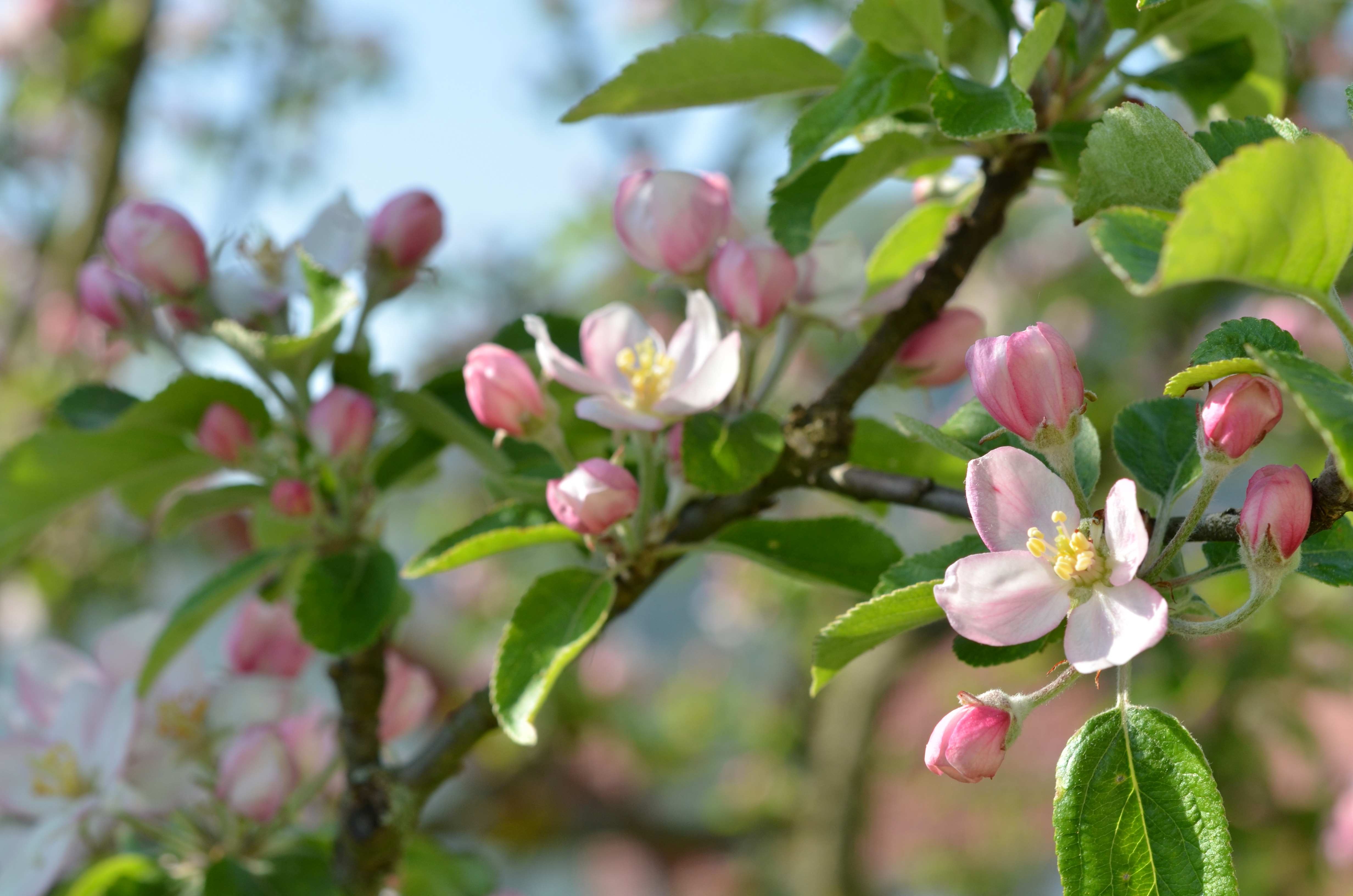tanzen wie ich bin frauenkreis tanz meditation natur 