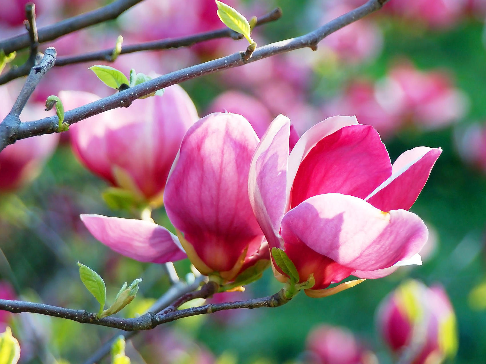 tanzen wie ich bin, im frauenkreis, tanztherapie für frauen, zyklus-liebe, weibliche ermächtigung, basel, arlesheim, stefanie heinis