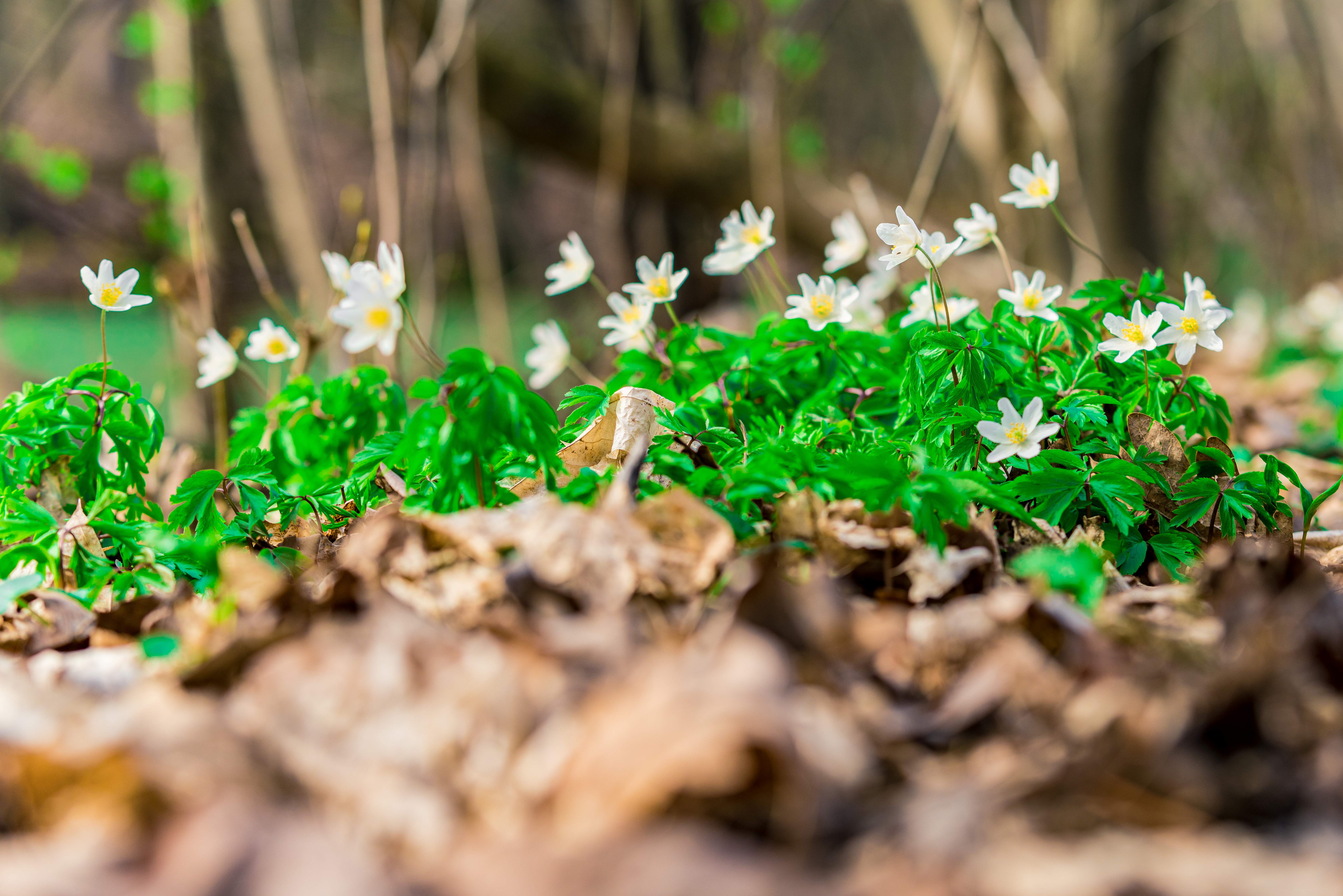 tanzen wie ich bin frauenkreis tanz meditation natur 