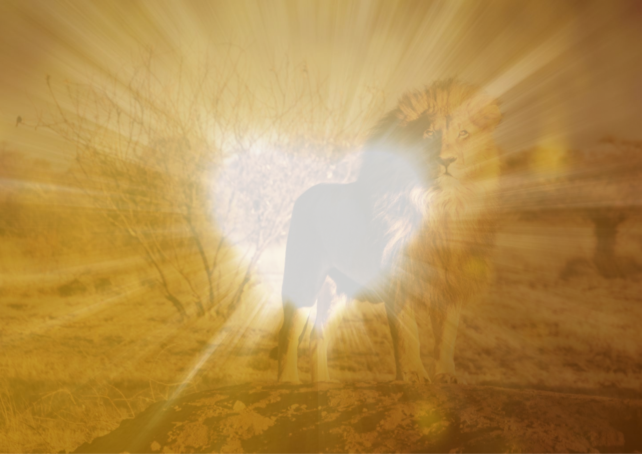 tanzen wie ich bin frauenkreis tanz meditation natur 