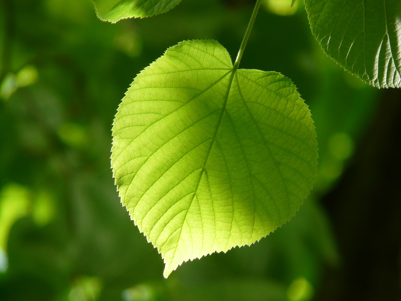 tanzen wie ich bin frauenkreis tanz meditation natur 