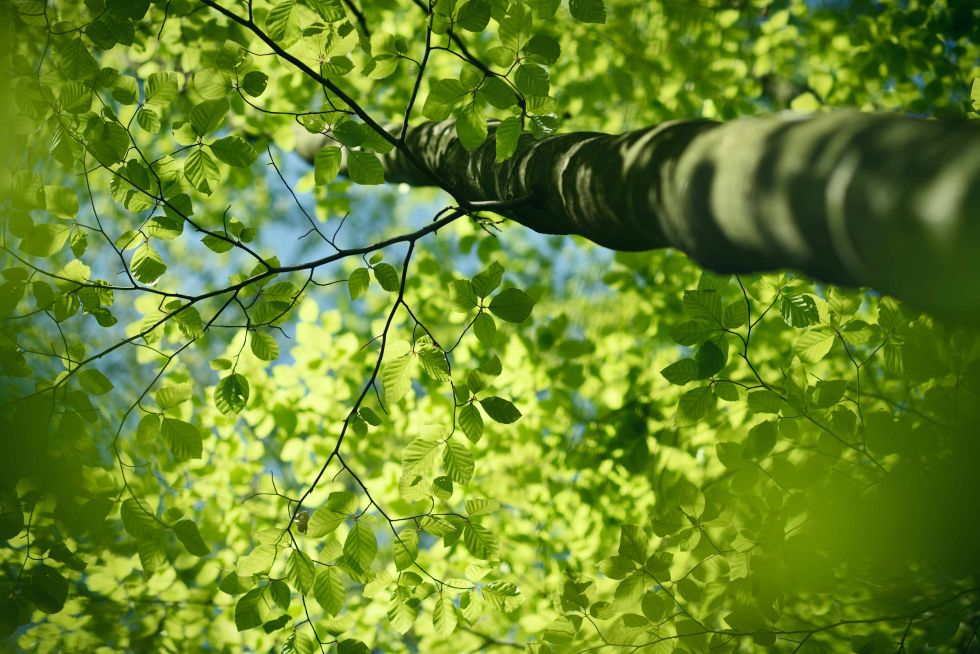 tanzen wie ich bin frauenkreis tanz meditation natur 